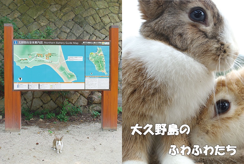 大久野島のふわふわたち