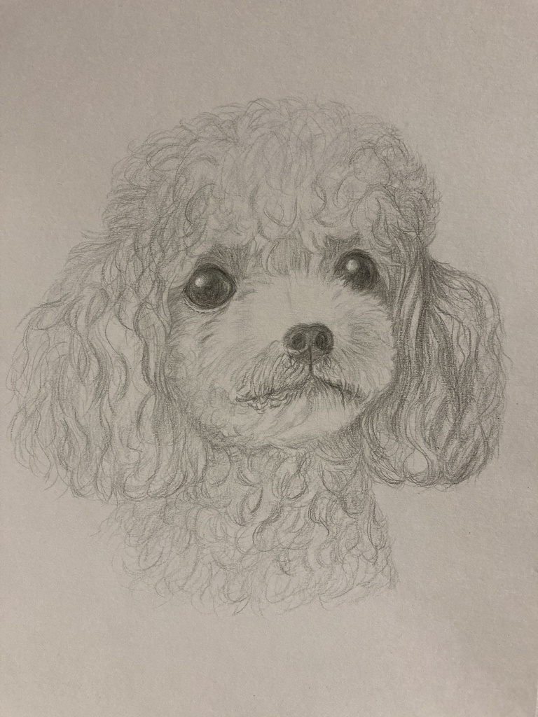 手書きイラスト 犬の絵 トイプードル
