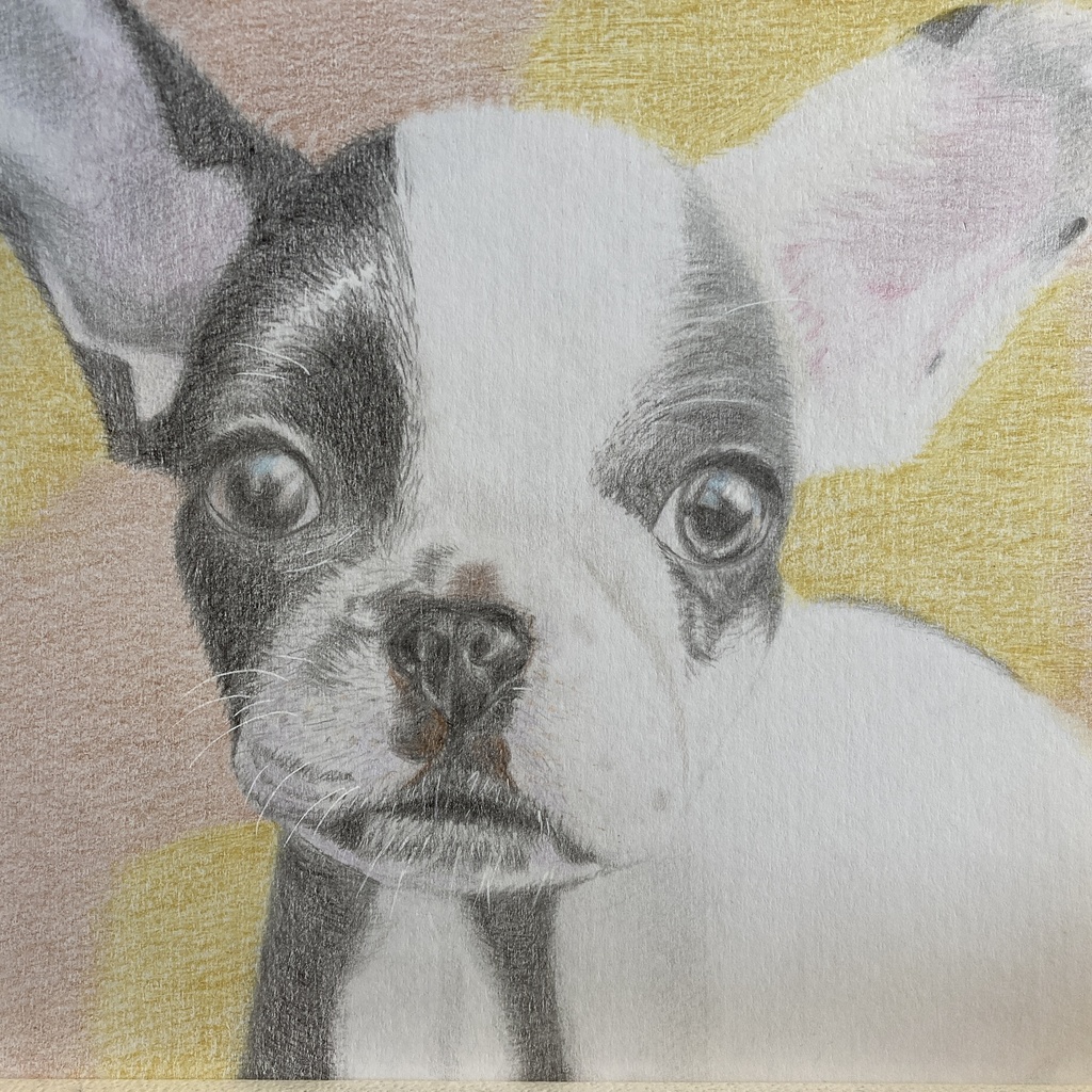 手書きイラスト 犬の絵 フレンチブルドッグ
