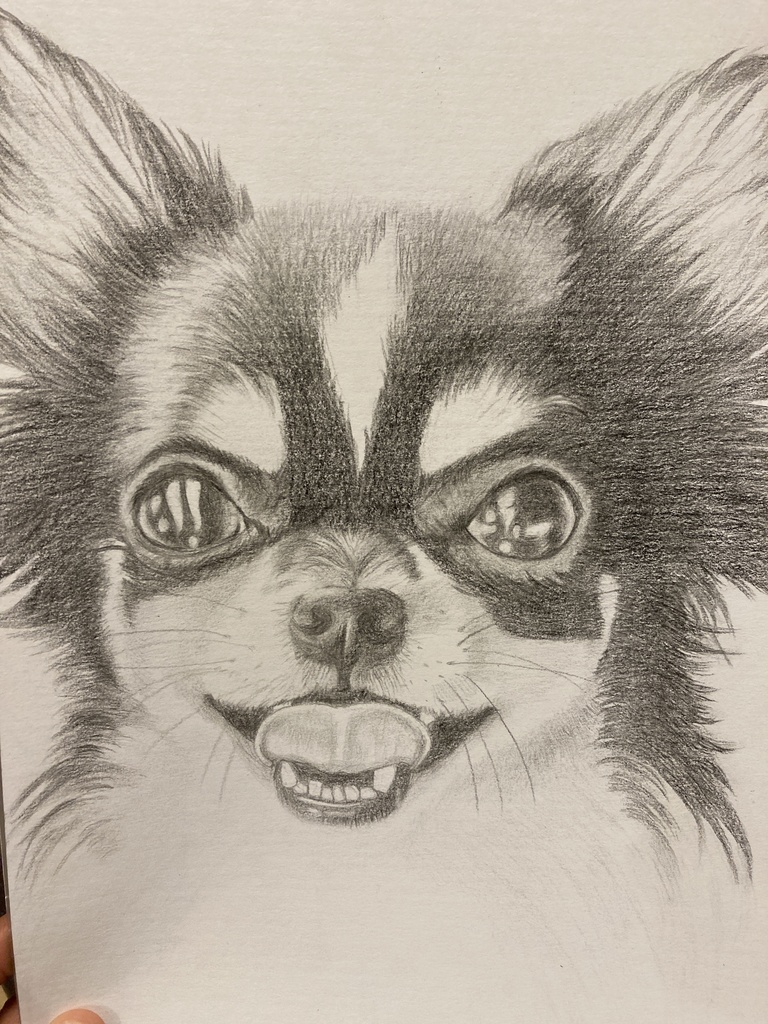 手書きイラスト 犬の絵 チワワ