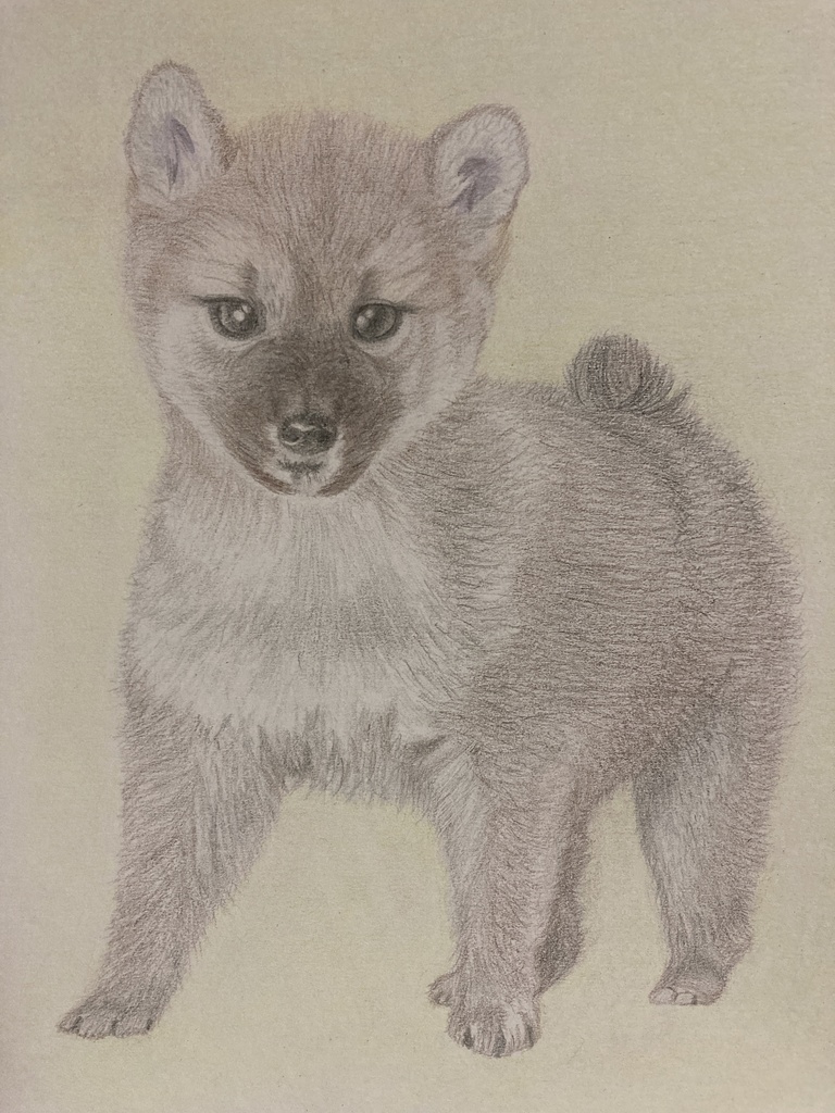 手書きイラスト 犬の絵 豆柴