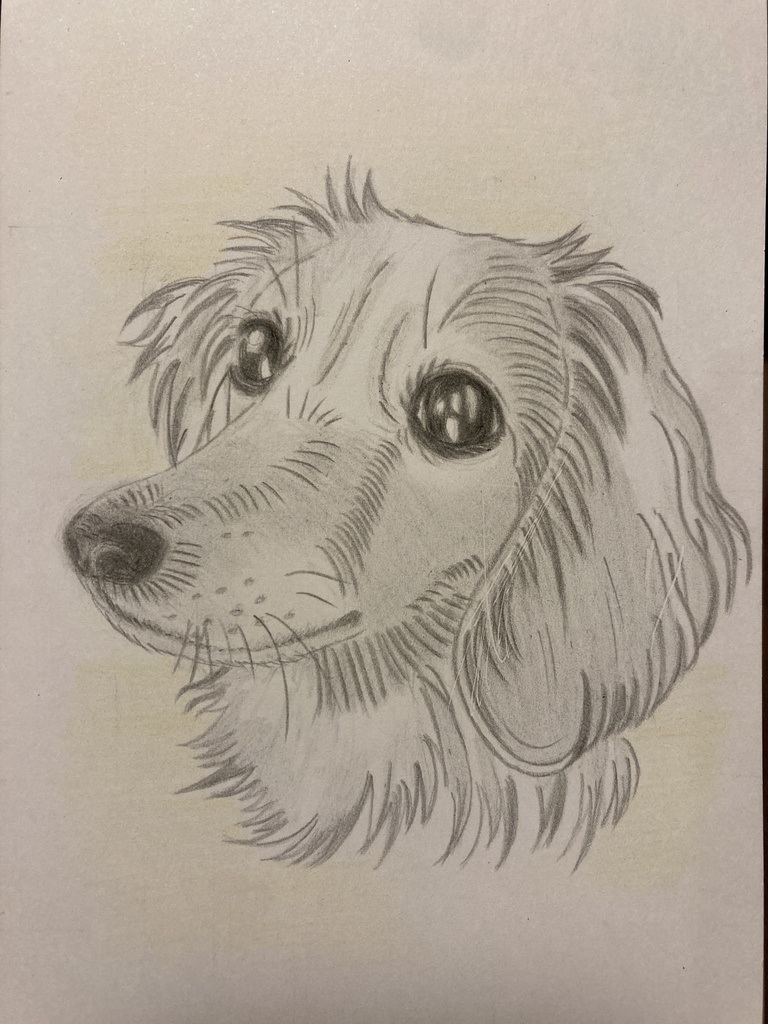 人気　犬の絵　手書き　ポストカードサイズ　色鉛筆画　ミニチュアダックスフント