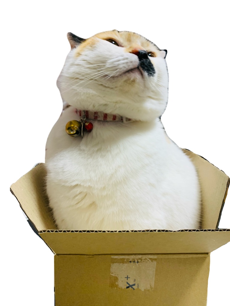 きなこ