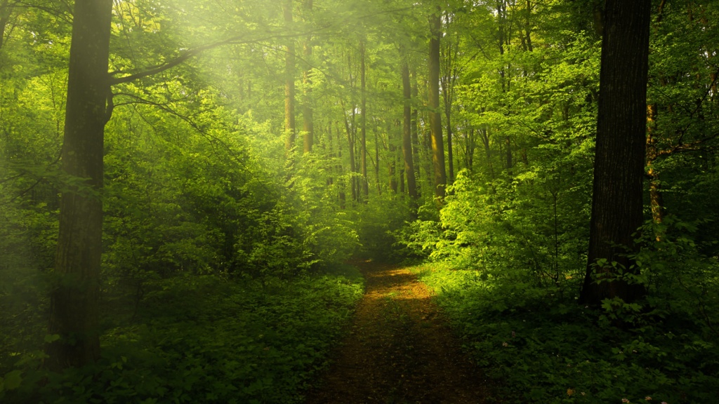 心に響くオルゴールBGM♪癒しと安らぎの音色🍀* ゚