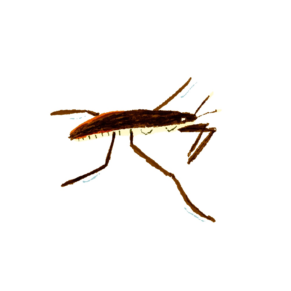 【商用利用OK】虫素材