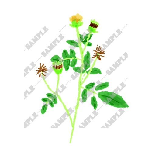 【商用利用OK】雑草素材15点