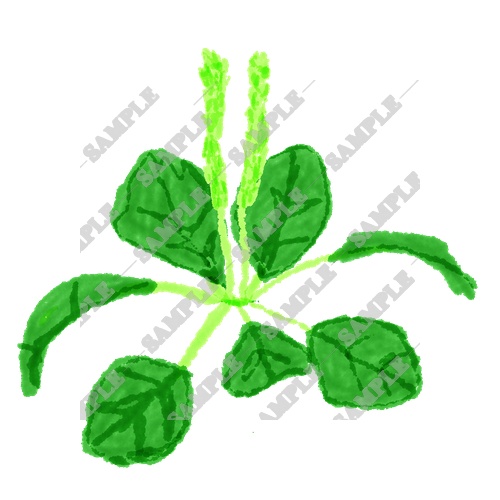 【商用利用OK】雑草素材15点