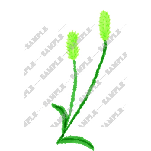 【商用利用OK】雑草素材15点