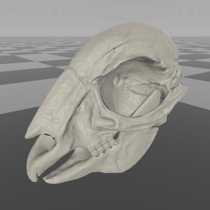 オリジナル3Dモデル - うさぎの頭蓋骨