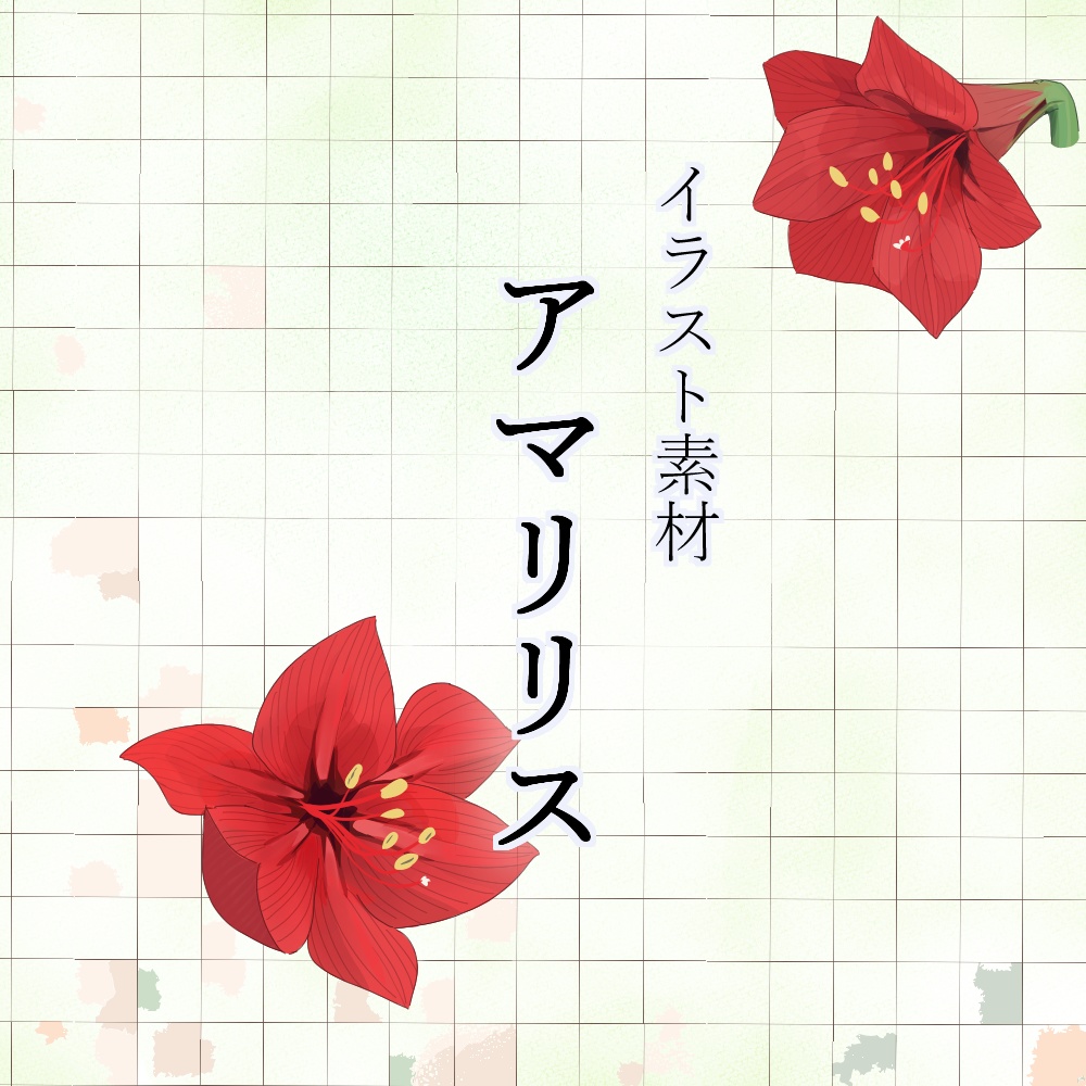 アマリリス_イラスト素材