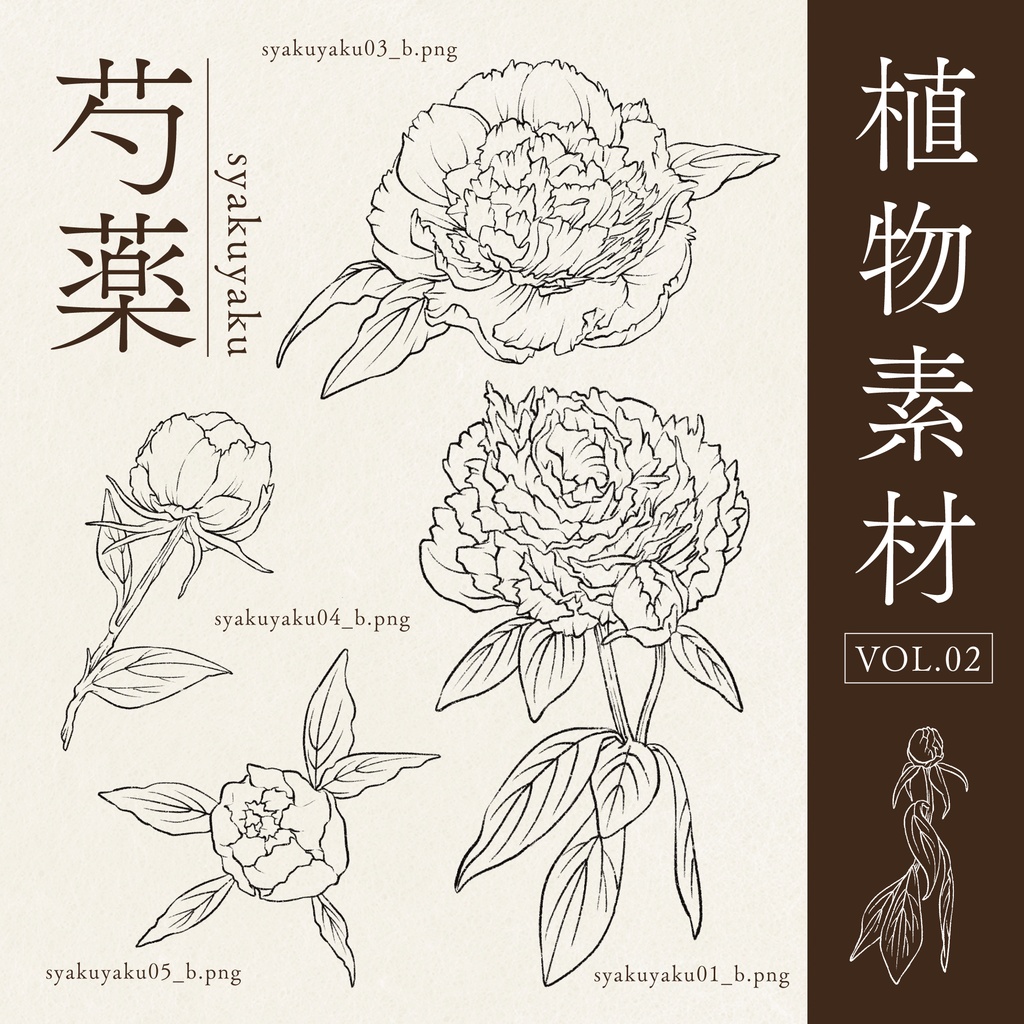 【素材Vol.02】手描き芍薬[無料版/有料版]
