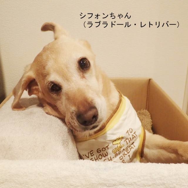 ワンちゃんネコちゃんのお守りイラスト【額入り】