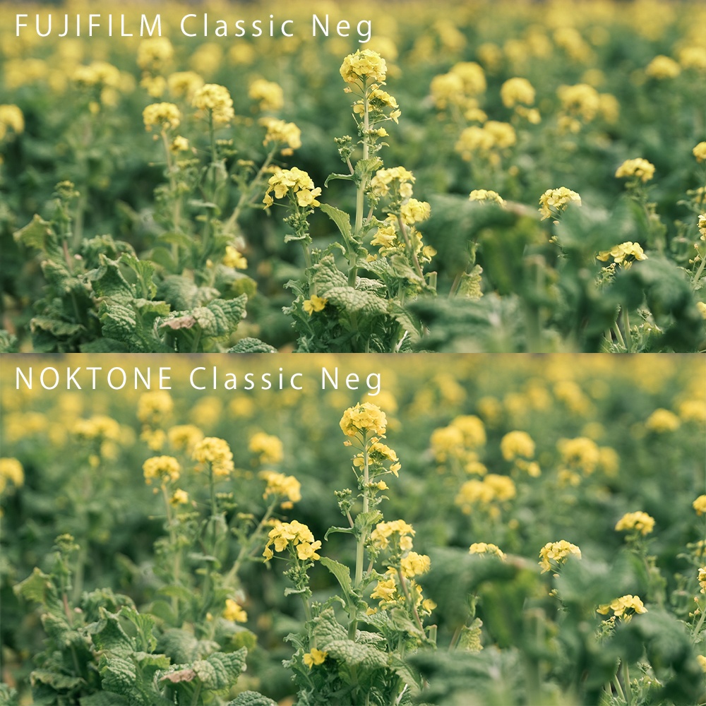 クラシックネガ再現プリセット- NOKTONE Classic Neg - Lightroom プリセット