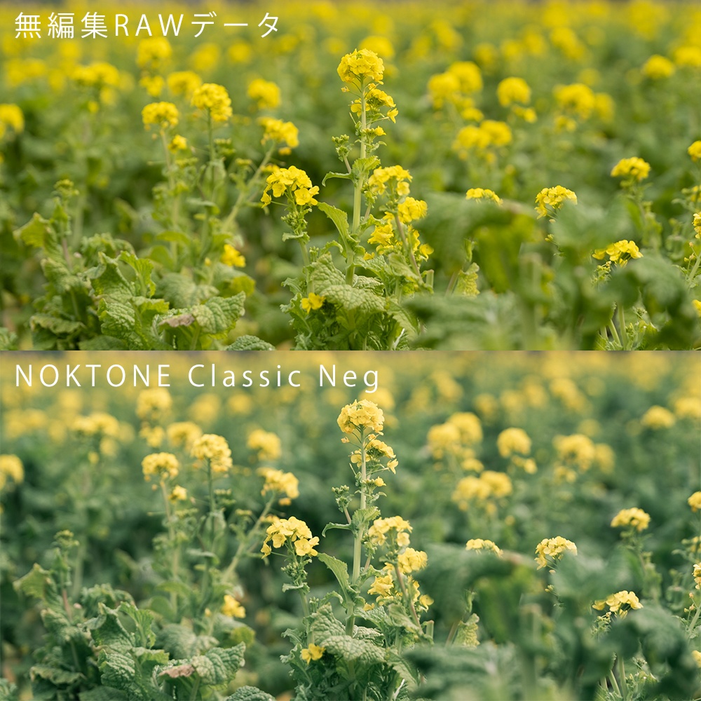 クラシックネガ再現プリセット- NOKTONE Classic Neg - Lightroom プリセット