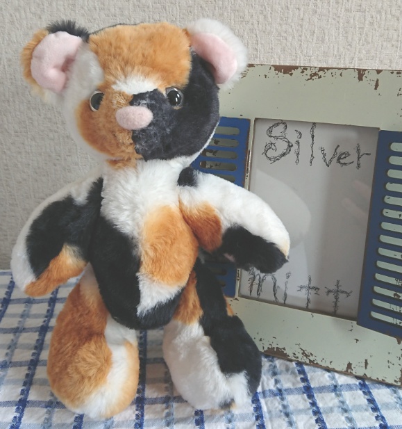 【おうちが決まりました】三毛柄のテディベアくん