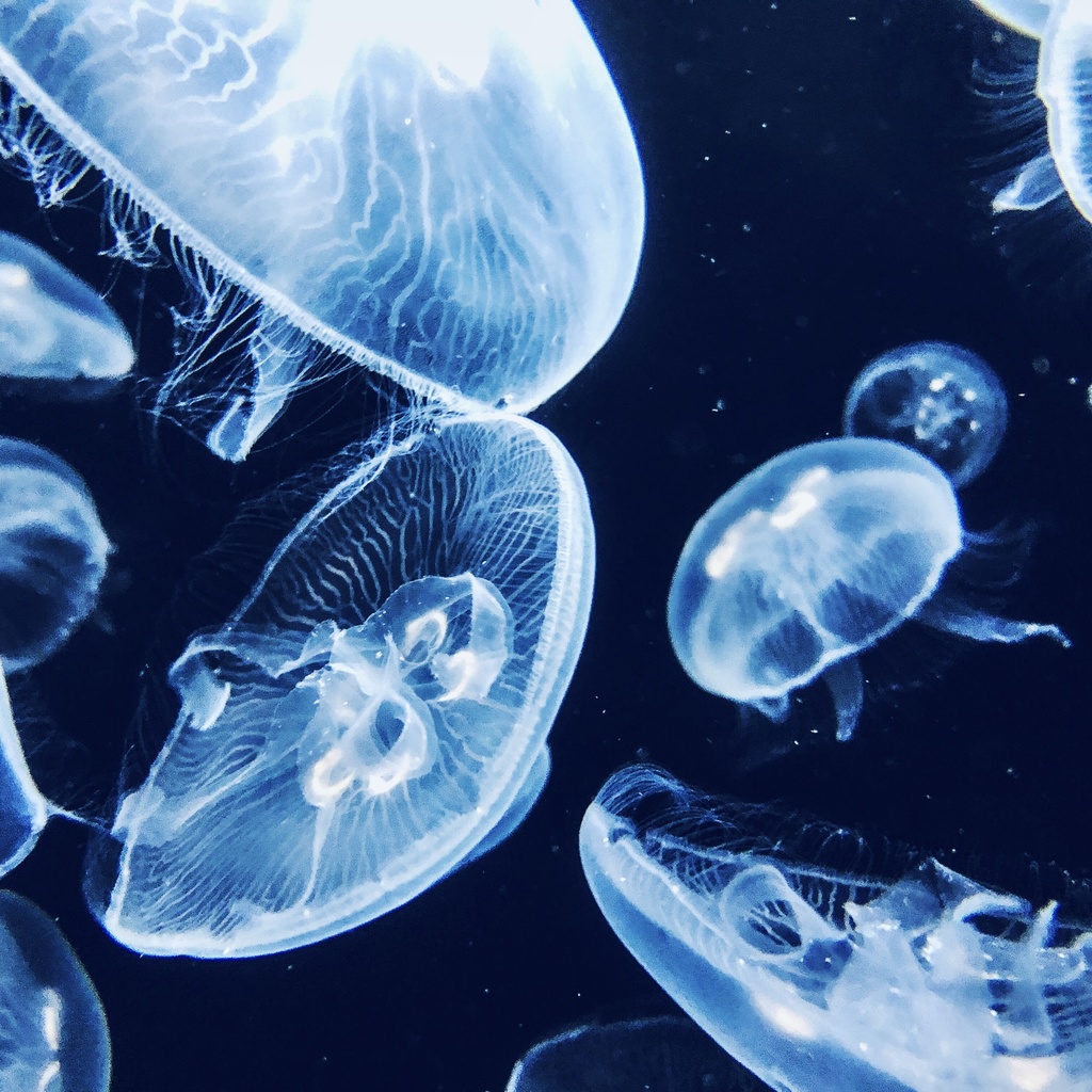 AQUARIUM【Album】