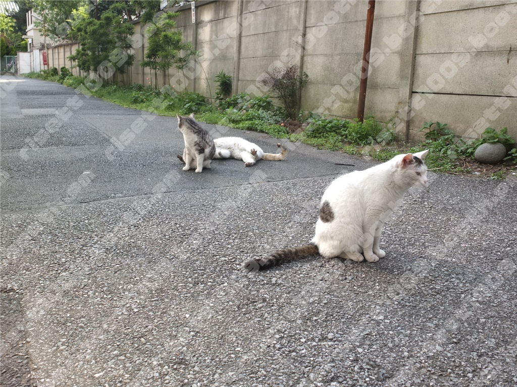 【無料】背景写真