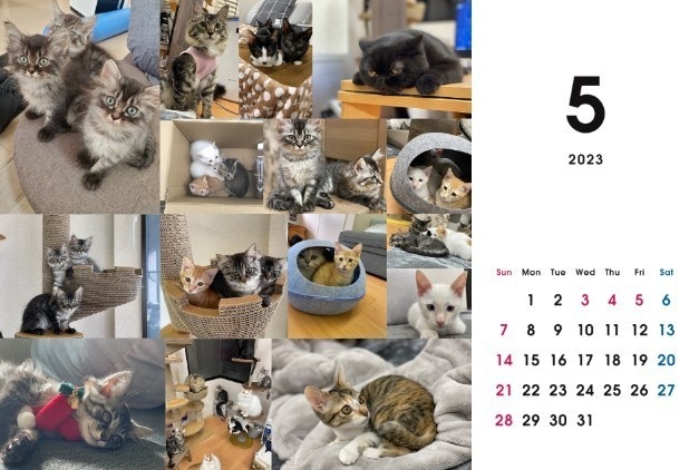 2023 保護猫カレンダーB