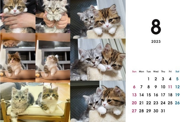 2023 保護猫カレンダーB