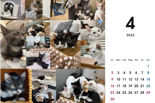 2023 保護猫カレンダーB