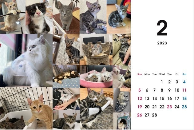 2023 保護猫カレンダーB