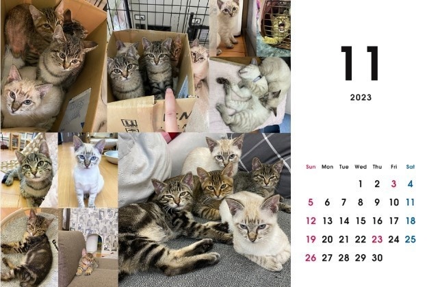2023 保護猫カレンダーB
