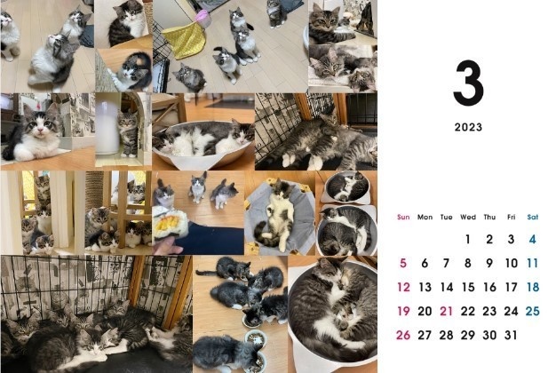 2023 保護猫カレンダーB