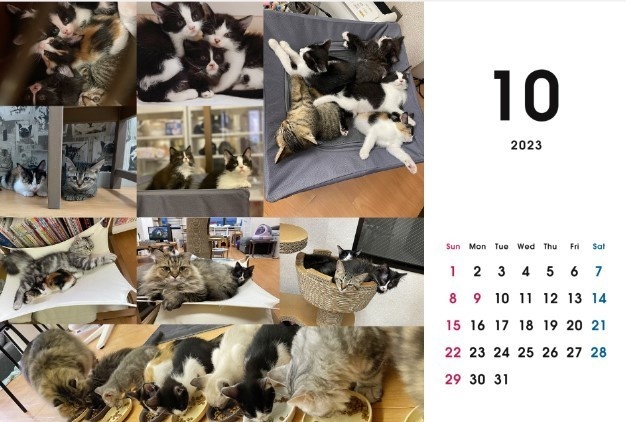 2023 保護猫カレンダーB