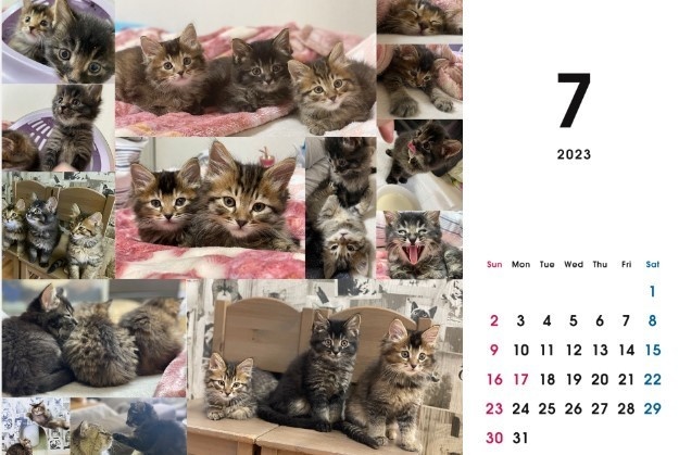 2023 保護猫カレンダーB