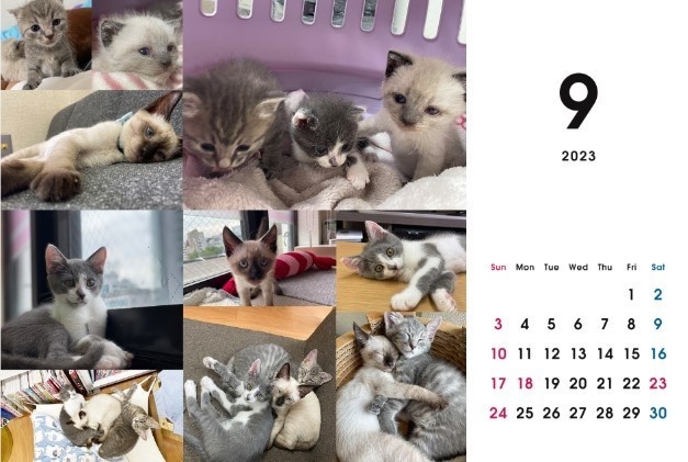 2023 保護猫カレンダーB