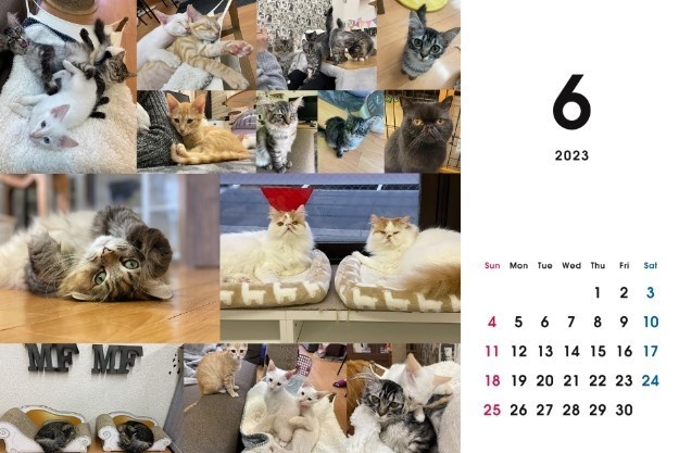 2023 保護猫カレンダーB