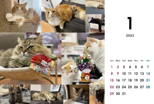 2023 保護猫カレンダーB