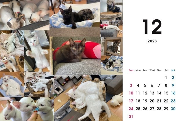 2023 保護猫カレンダーB