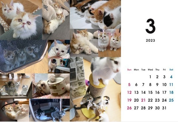 2023 保護猫カレンダーA