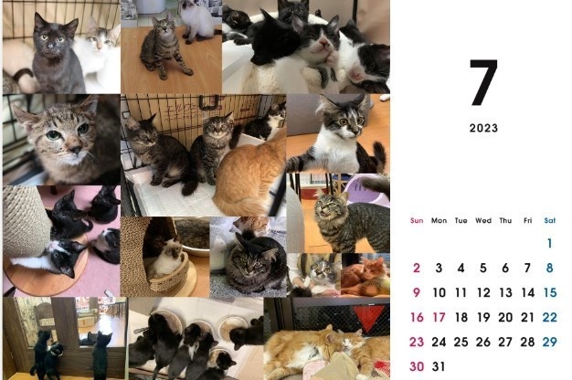 2023 保護猫カレンダーA