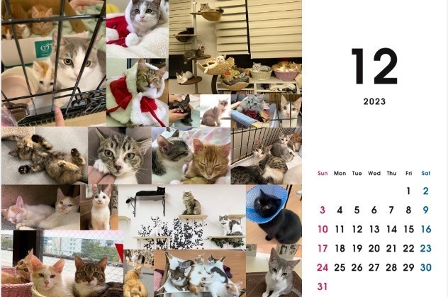 2023 保護猫カレンダーA - catcafemfmf - BOOTH