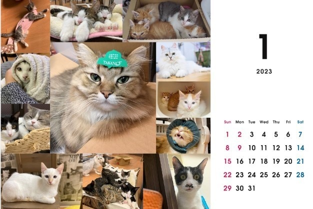 2023 保護猫カレンダーA