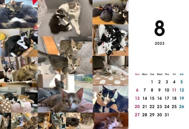 2023 保護猫カレンダーA
