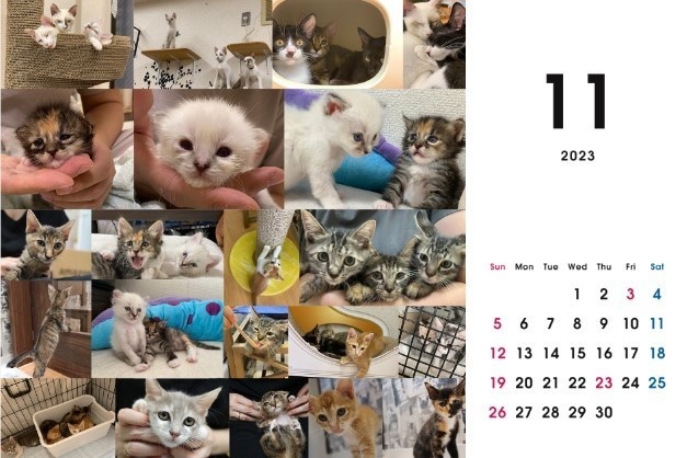2023 保護猫カレンダーA