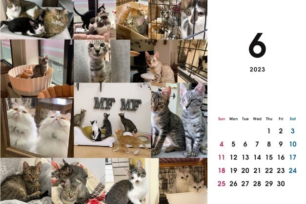 2023 保護猫カレンダーA
