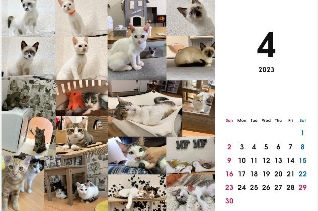 2023 保護猫カレンダーA