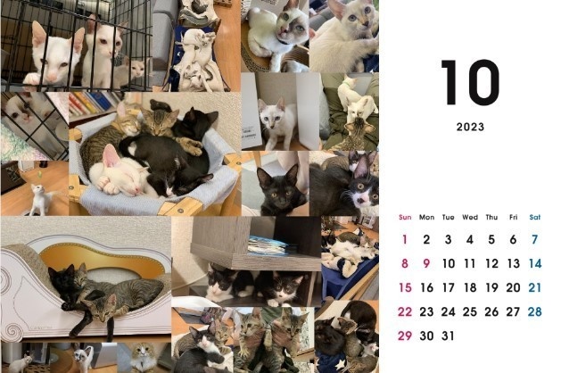 2023 保護猫カレンダーA