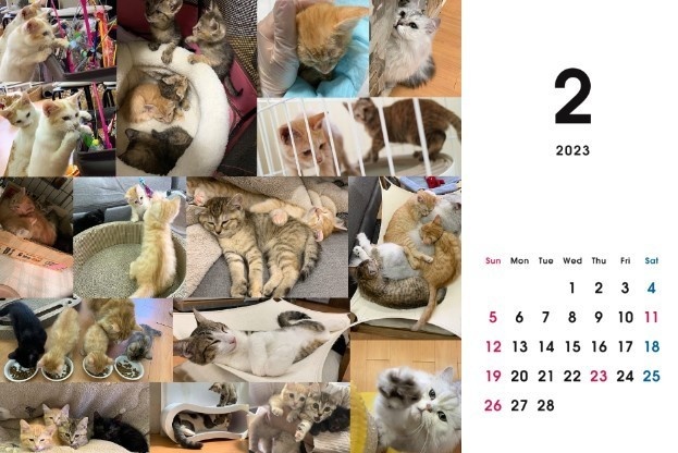 2023 保護猫カレンダーA