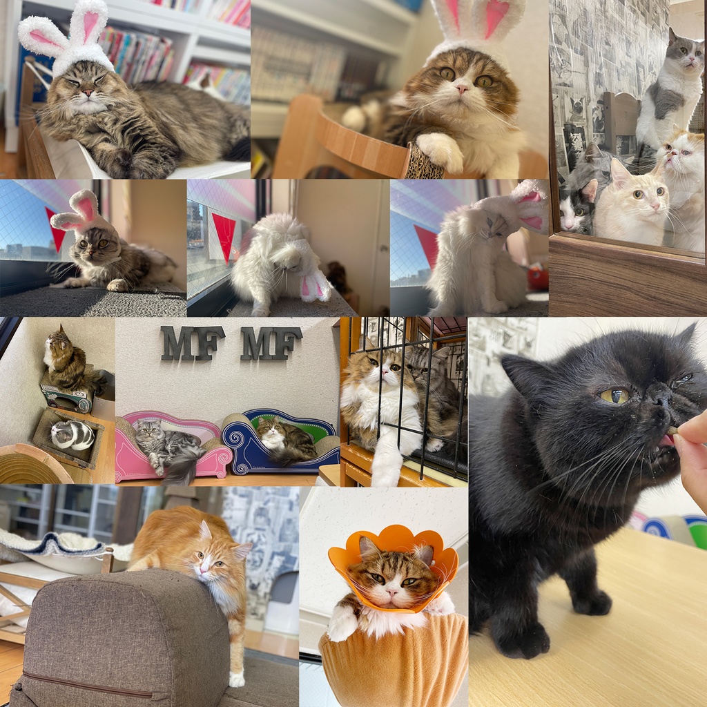 猫カフェmfmf 保護猫カレンダー2024