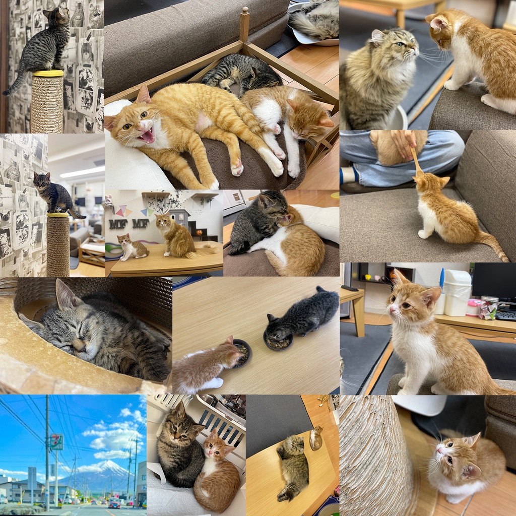 猫カフェmfmf 保護猫カレンダー2024