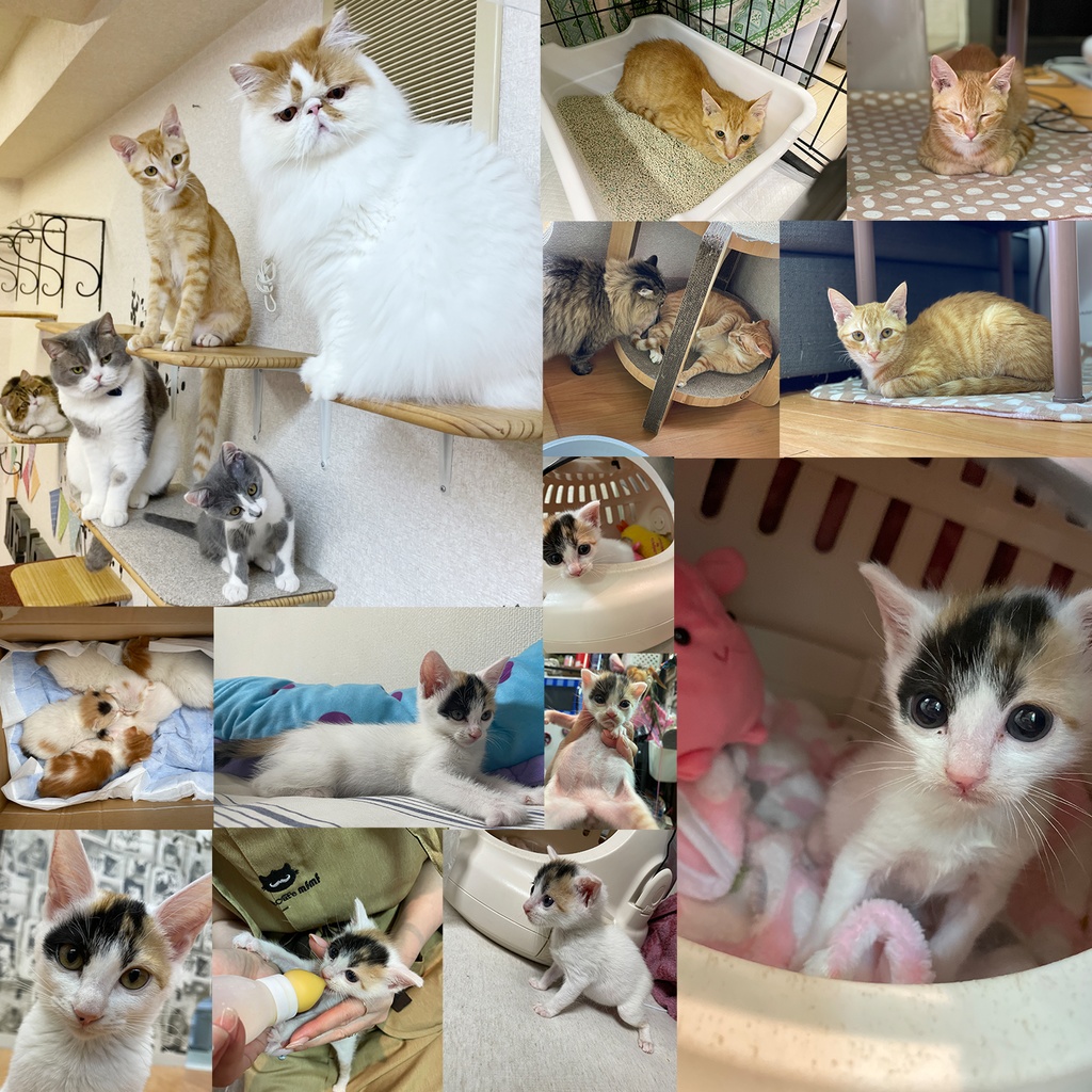 猫カフェmfmf 保護猫カレンダー2024