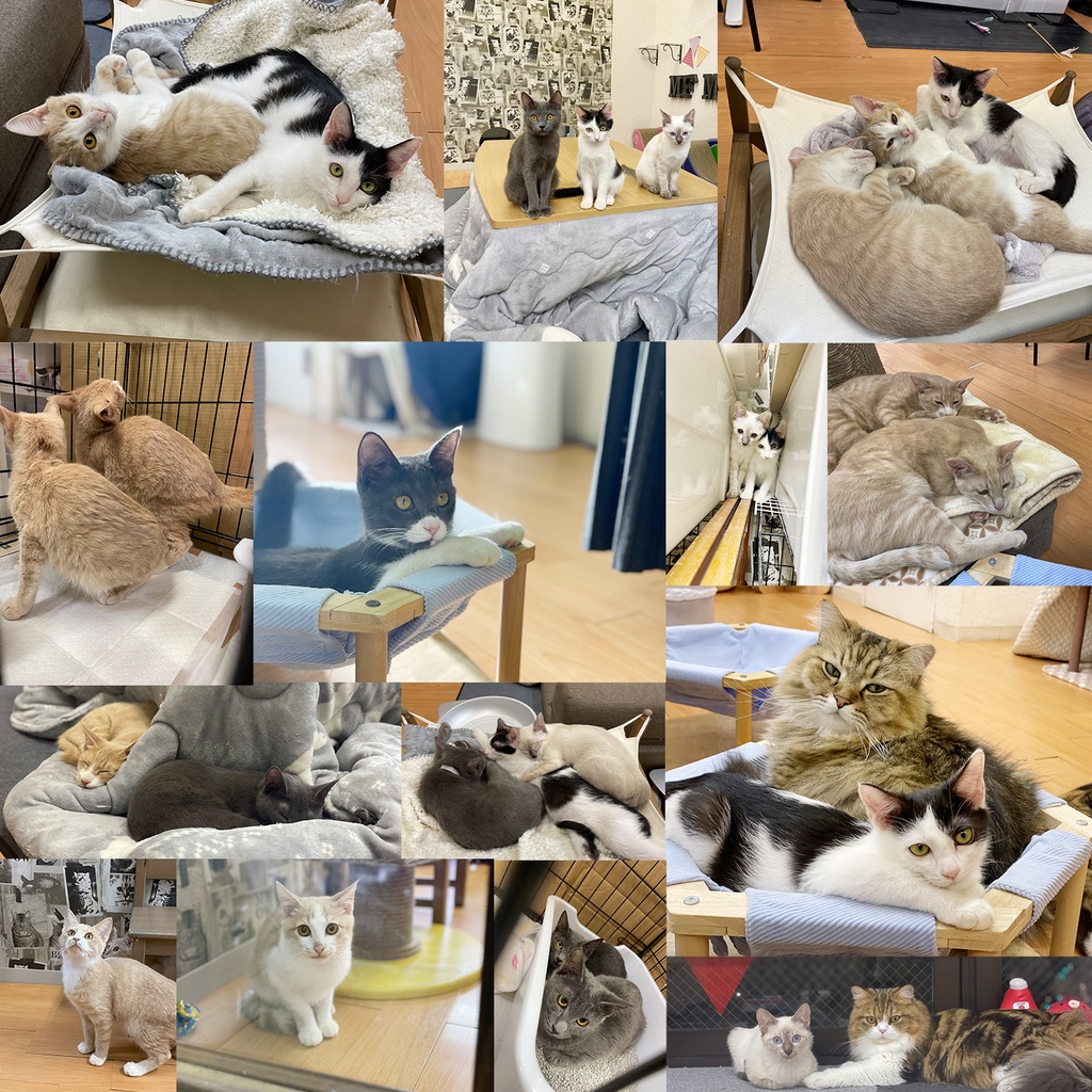 猫カフェmfmf 保護猫カレンダー2024
