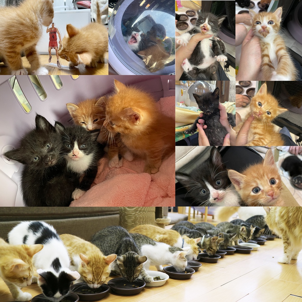 猫カフェmfmf 保護猫カレンダー2024