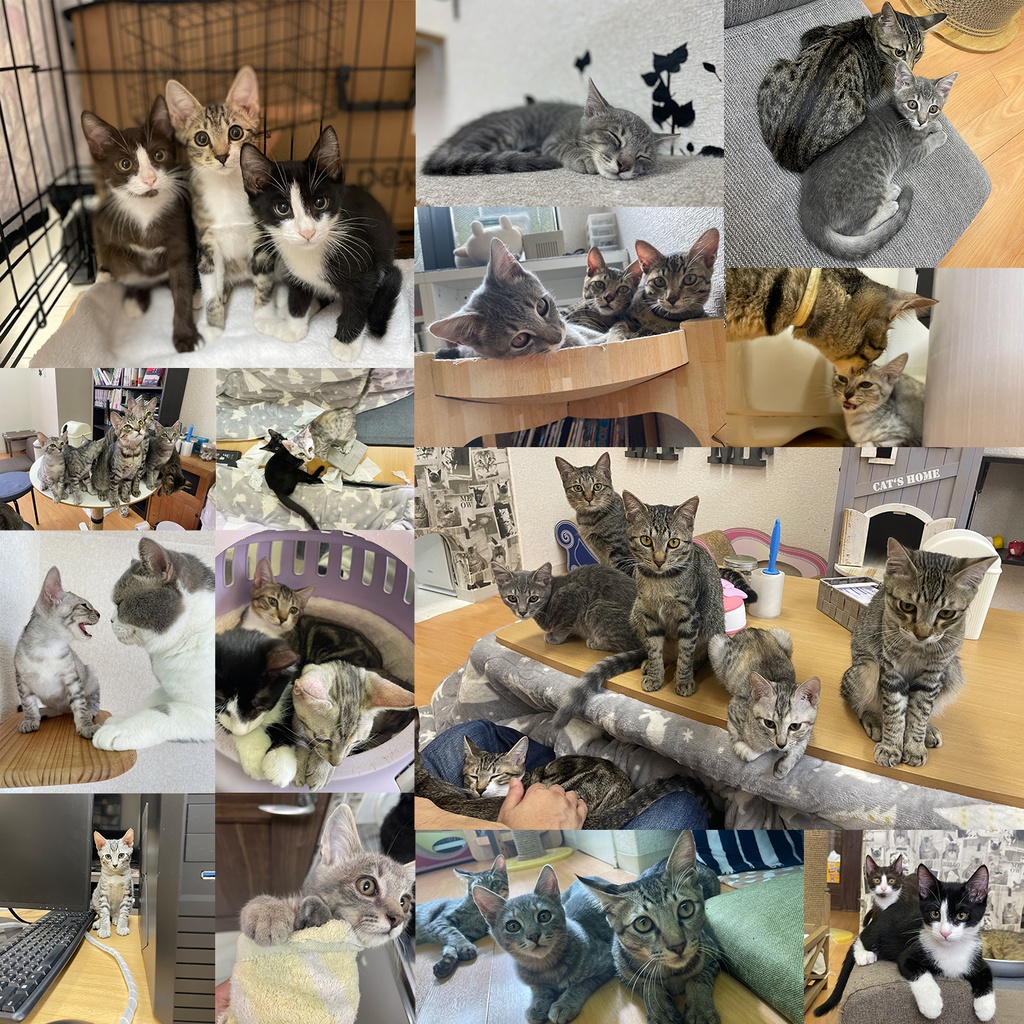 猫カフェmfmf 保護猫カレンダー2024