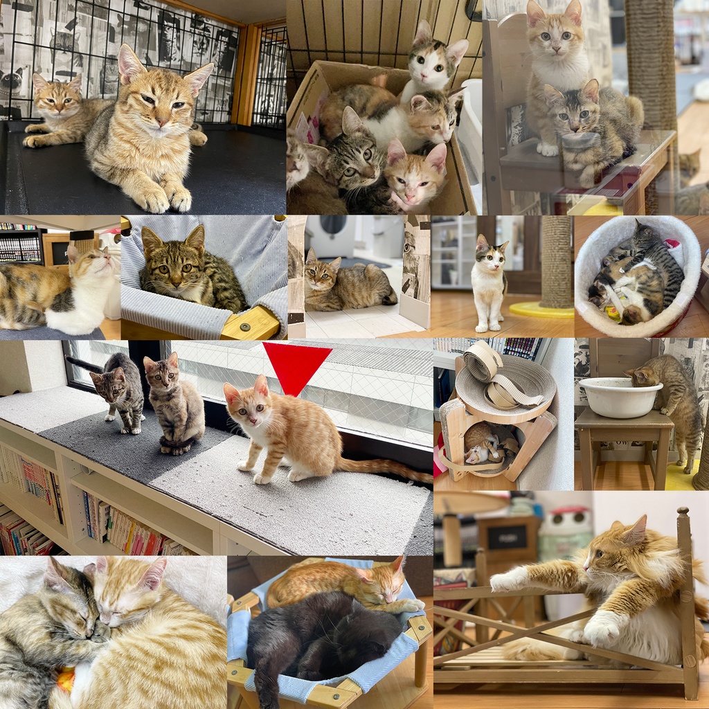 猫カフェmfmf 保護猫カレンダー2024
